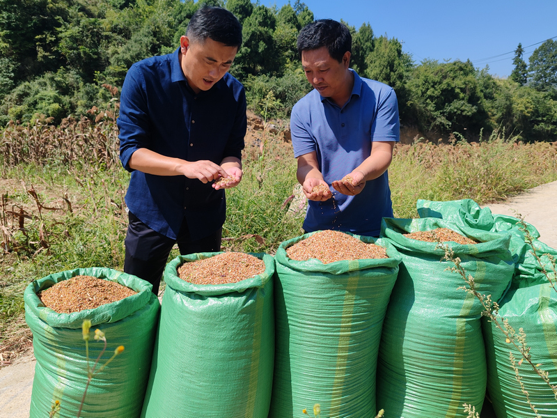 高标准农田迎秋收，机械收割效率翻倍。