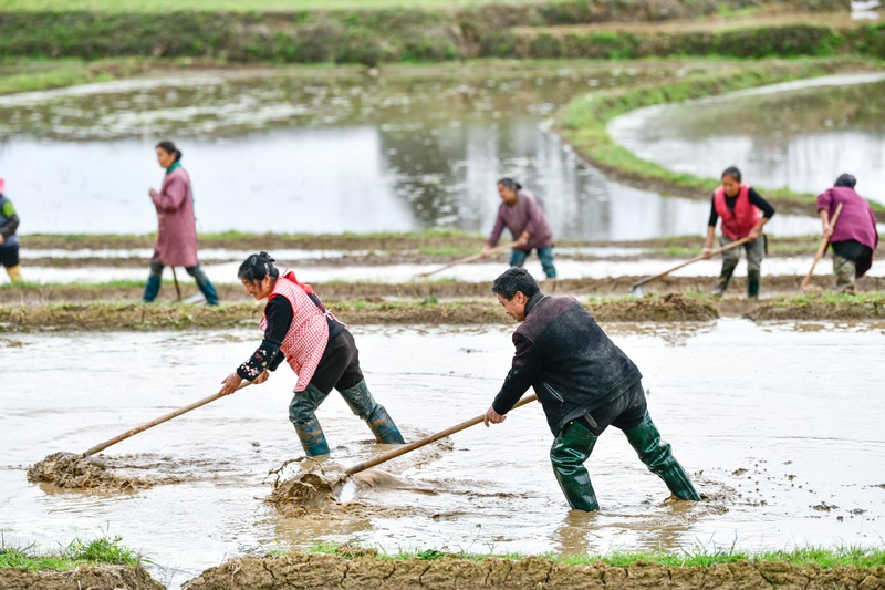 村民在雜交水稻制種基地裡平整田塊，准備播種（4月6日攝）。