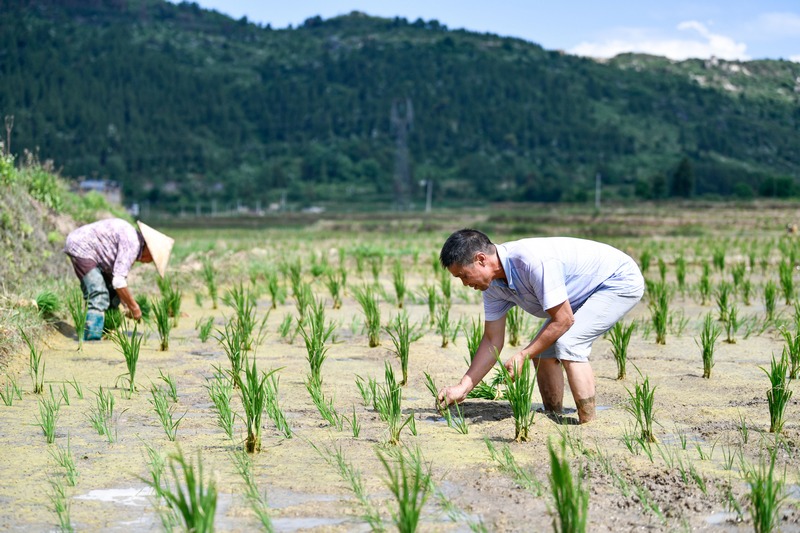 村民在雜交水稻制種基地裡插秧（5月29日攝）