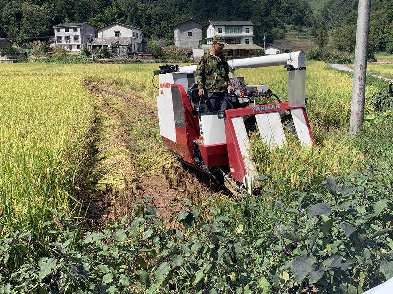 农机手熟练地驾驶着收割机完成稻谷收割。陈强摄