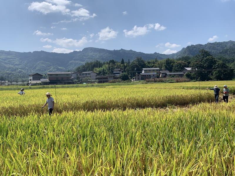 习水县寨坝镇丁山坝区2000多亩水稻相继成熟。陈强摄