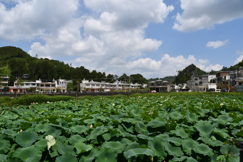 貓場鎮龍潭村美景。