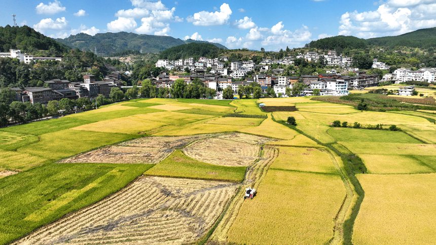 村民驾驶收割机在开阳县禾丰乡底窝坝千亩水稻种植示范区收割水稻。袁福洪摄