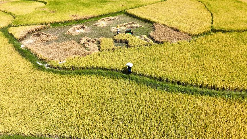 村民们在开阳县禾丰乡马头村收割水稻。袁福洪摄