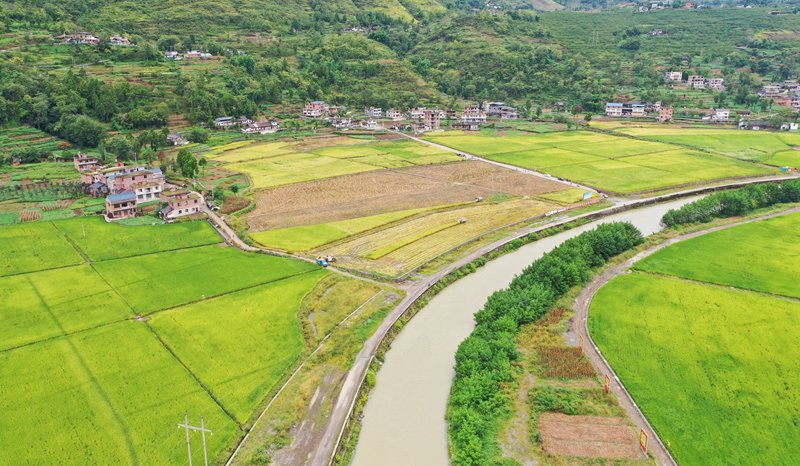 4、当地农户驾驶收割机穿梭田间 。陈桂良摄