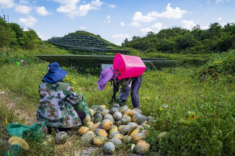 老虎大坪光伏电站种植的南瓜进入采摘季。