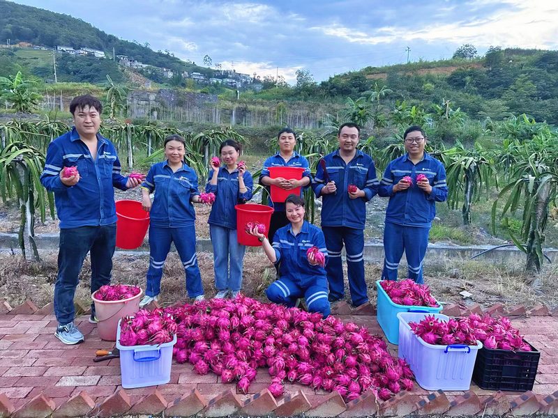 安顺水电厂翁元水电站职工亲手种植的火龙果迎来大丰收。