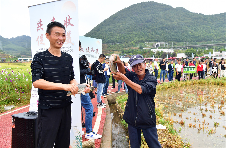 稻田抓魚比賽。