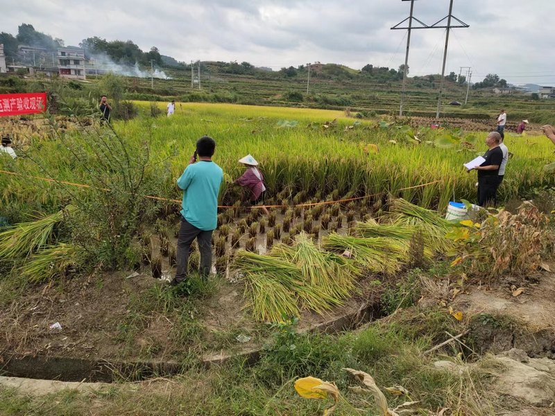 白纸桥村潘玉成户正在收稻开田。