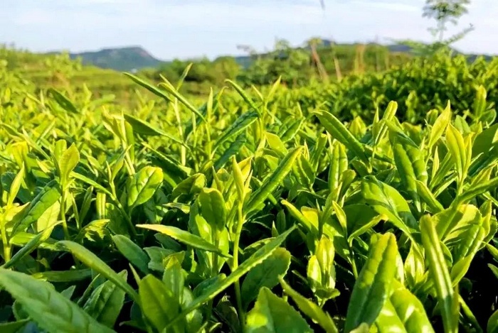 长势良好的茶叶。