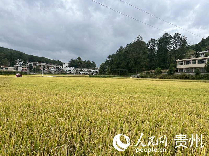 清溪村的水稻即将进入收割期。人民网 李丽萍摄