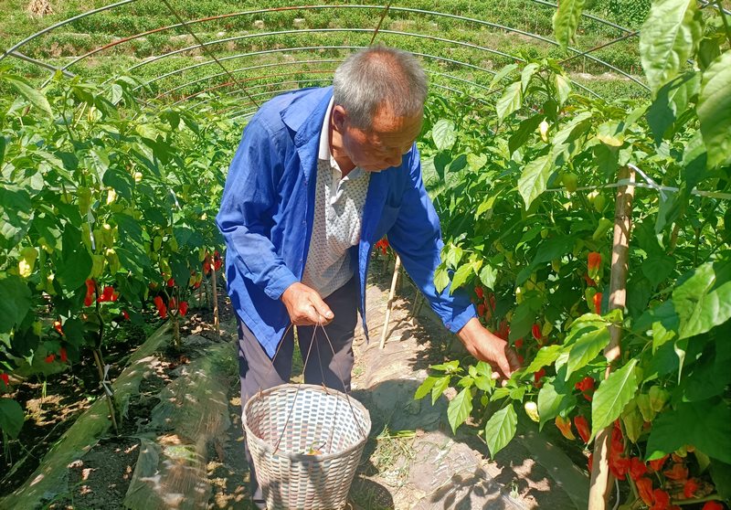 茅石鎮村民楊朝陸採收辣椒。