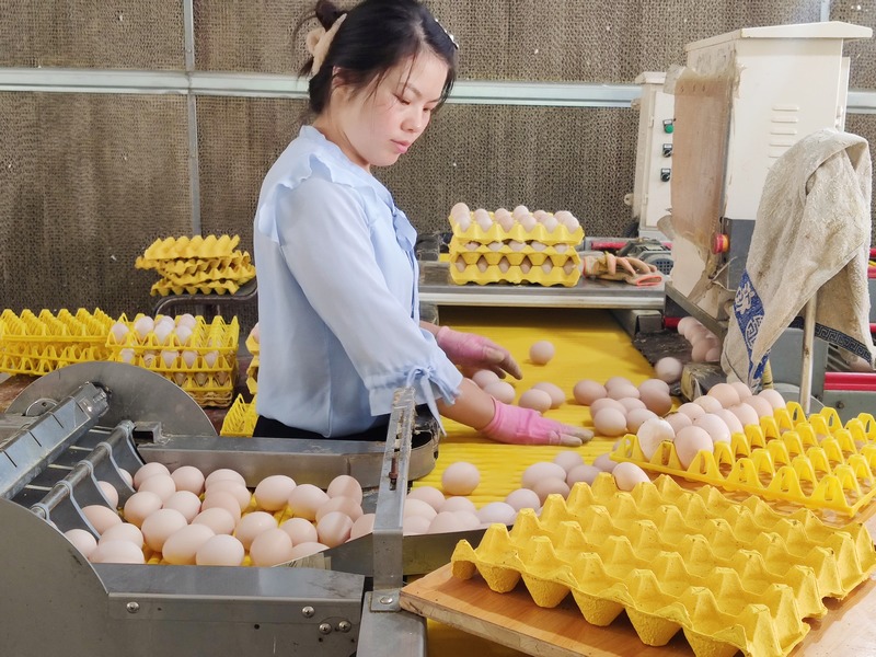 工人正在筛选鸡蛋。
