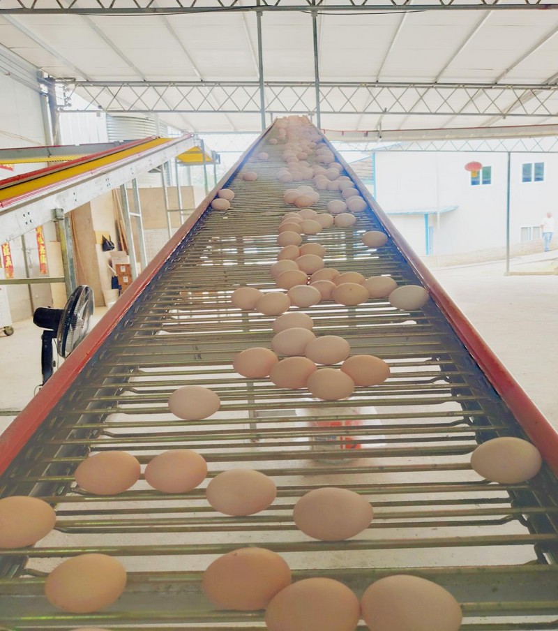 祥盛蛋雞養殖基地內傳送帶上的雞蛋。