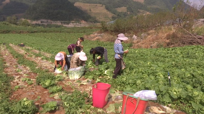 农民正在采摘蔬菜。
