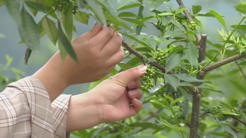 村民在采摘麻花椒。