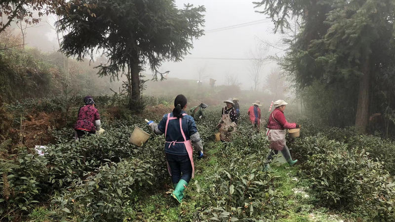 采茶工正在采茶。