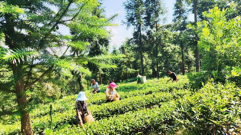 采茶工正在采摘秋茶。