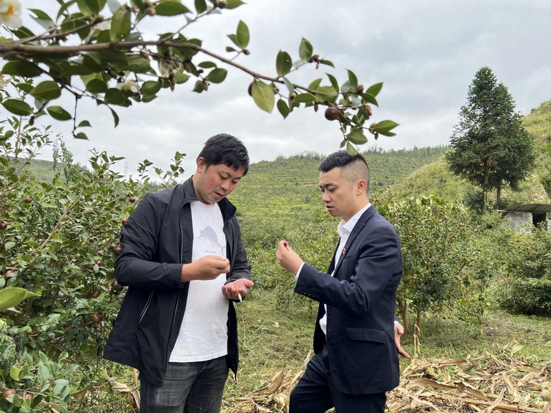 工行贵州安顺紫云支行客户经理到企业油茶种植基地查看油茶种植情况。