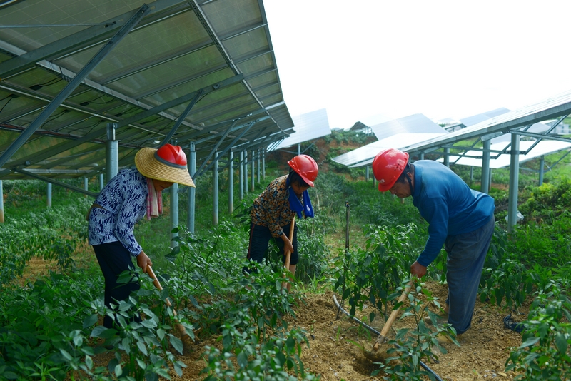 光伏板下種植辣椒。
