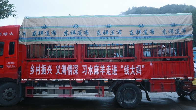 習水“致富羊”縱身躍進大灣區。