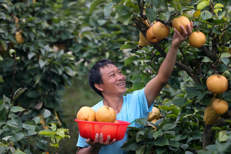 图为：黄梨