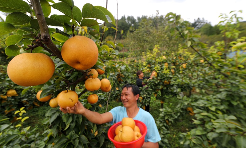 图为：摘黄梨