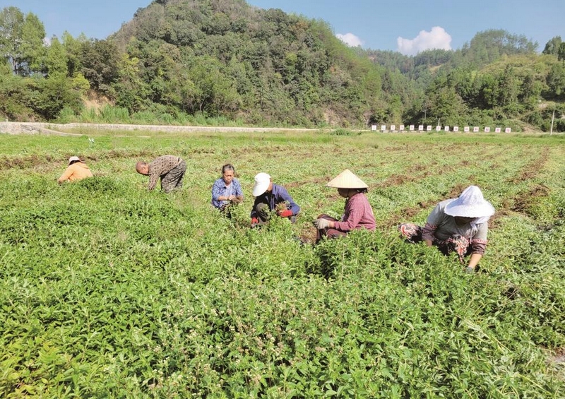 在碧江大地上，绿油油的仙草遍布山野，农户们躬身其间，忙着收割、翻晒、装车、运输。