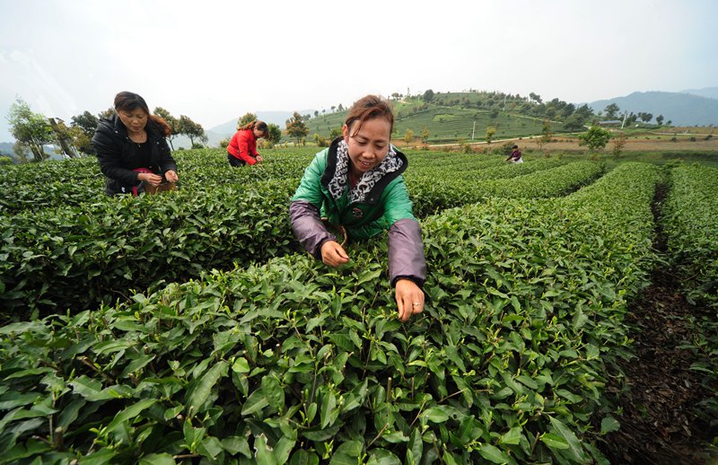 村民在田坎村打工采摘茶叶。