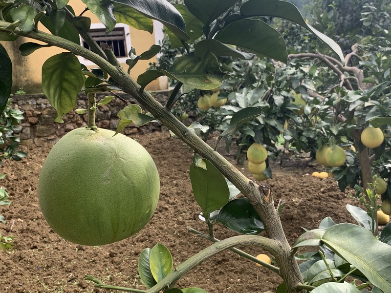 蜜柚挂果成熟。 陳強攝