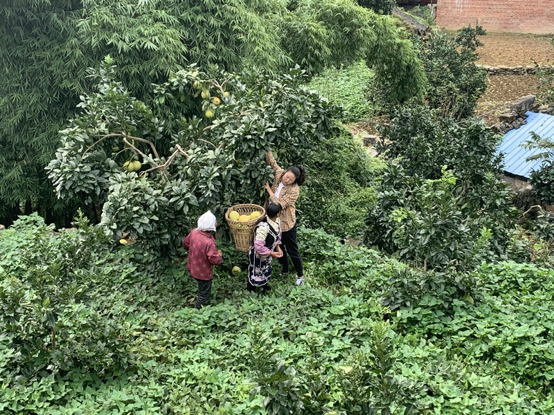 果農們紛紛開始採摘蜜柚。陳強攝