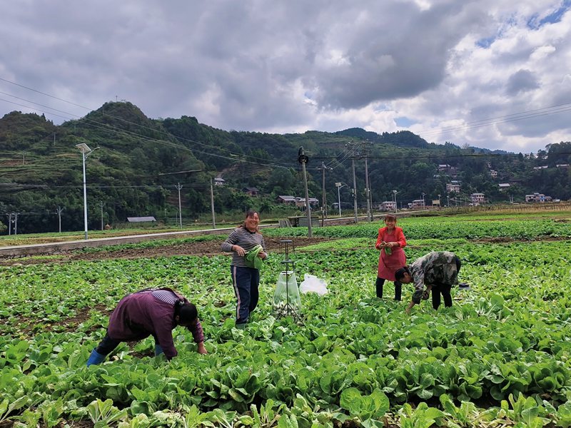 村民忙着采摘、打包、装车。