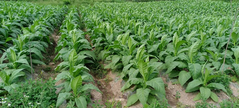 1、烤烟种植基地。.jpg