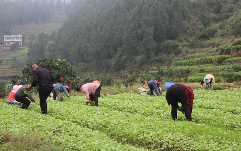 村民在油菜育苗基地採摘油菜苗。王燁 攝.jpg