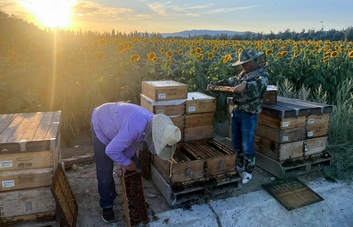 数字货运平台助蜂农“追花逐蜜”之路更加顺畅