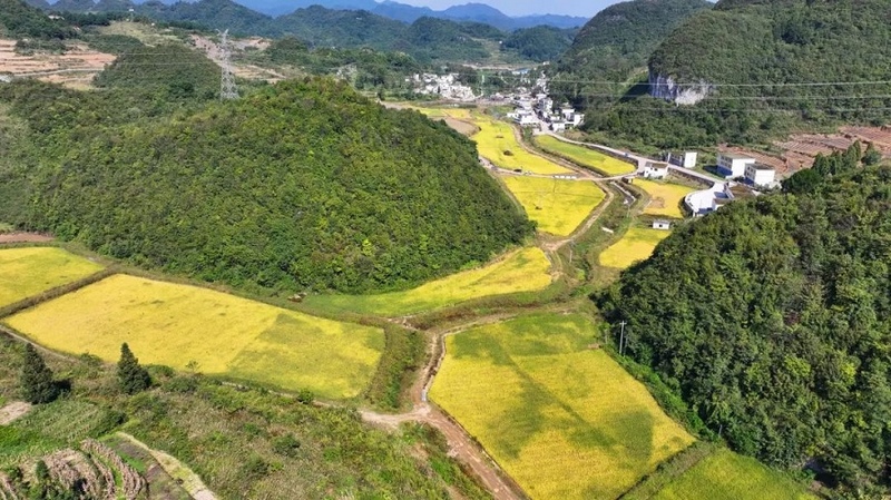 觀山湖區金華鎮蒼坡村 一片金黃。郝涌智攝