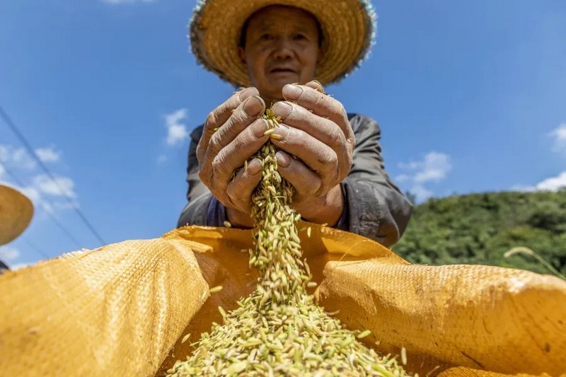 正在忙著收割的村民陳正學。郝涌智攝