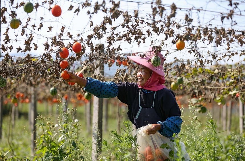 10月22日，贵州省黔东南苗族侗族自治州丹寨县兴仁镇台辰村的村民在采摘吊瓜。