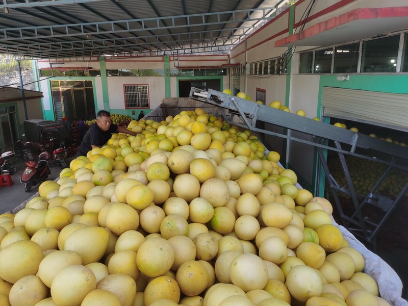 货车上的蜜柚（文天强 摄）.jpg