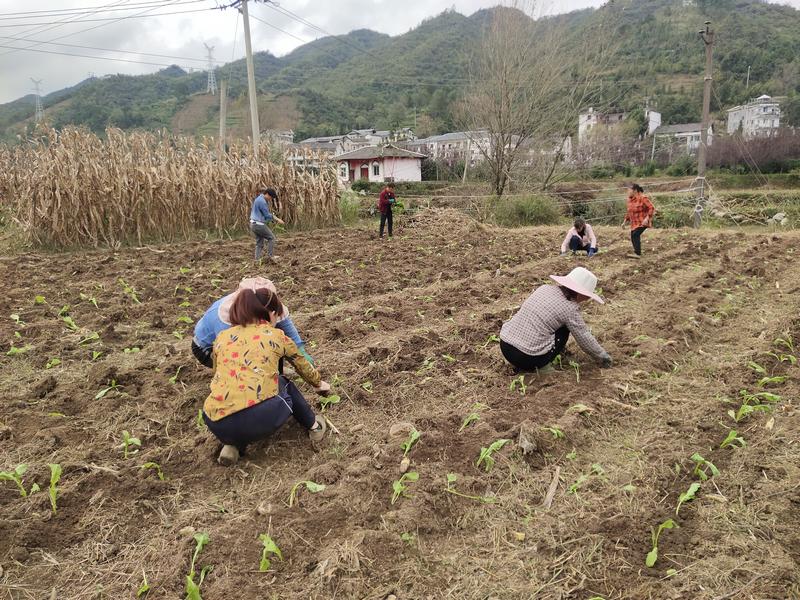 村民们正在打窝栽苗。