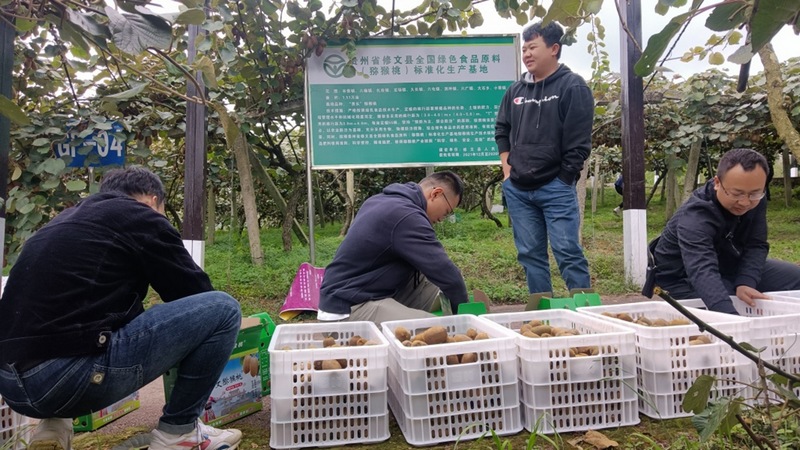 贵州绿野谷堡农业发展有限公司工作人员正在将猕猴桃装箱 修文县融媒体中心李宇 摄.jpg