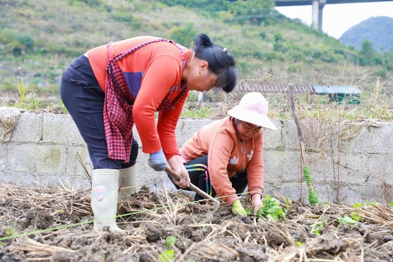 农户正抢抓时节栽种油菜1.jpg