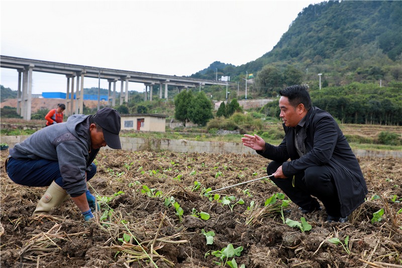 省油菜研究所高级农艺师汤勇（图右一）在现场为村民讲解注意事项.jpg