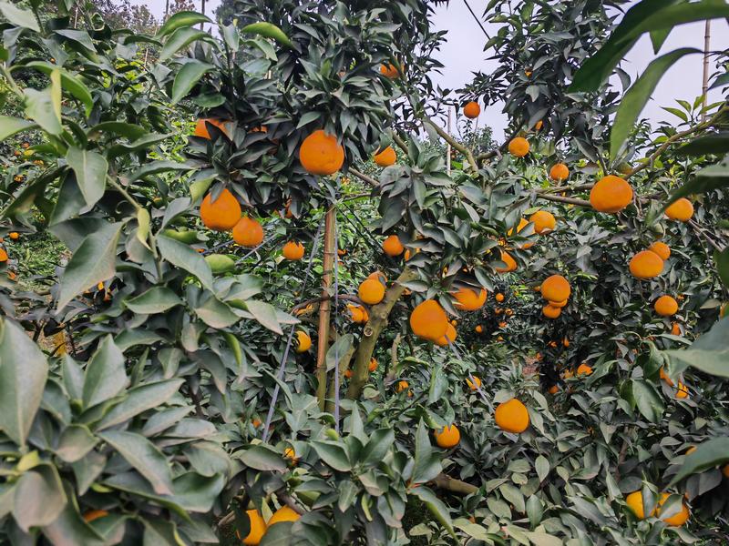 挂滿枝頭的果凍橙.jpg