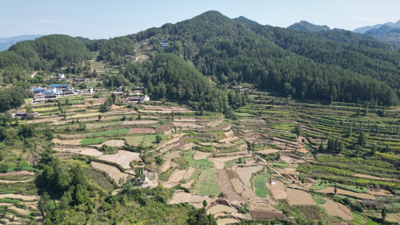 龙江村红薯种植基地（孙磊 摄）.JPG