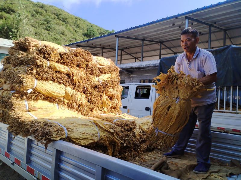 谯家镇猫阡坝村烟农卢大礼搬运烟叶。