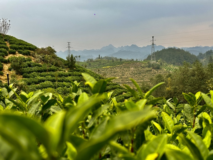 茶山上生长茂盛的茶叶.。