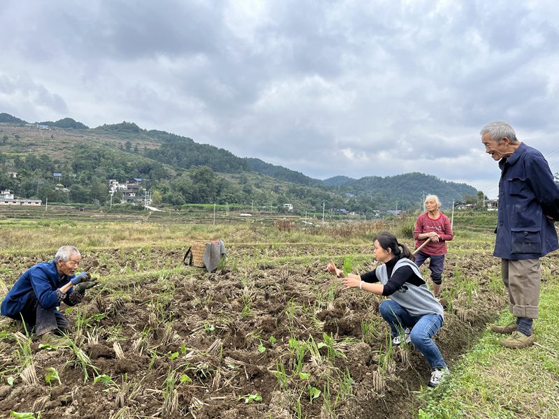 图为：技术人员深入田间地头指导油菜移栽技术