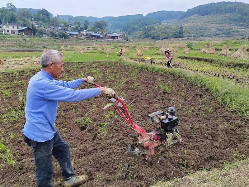 图为：群众正在为秋冬种生产翻土