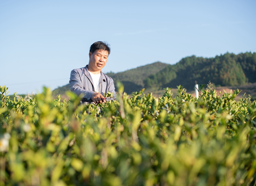 天柱县油茶专家给油茶种苗剪枝。